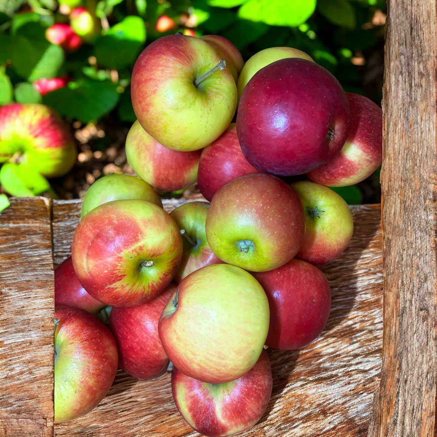 Schuläpfel (2kg HKL II) Braeburn